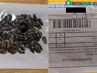 Ảnh Hạt giống được gửi từ Trung Quốc chứa cỏ dại độc hại và ấu trùng bọ
