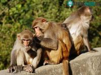 Ảnh Trung Quốc phẫu thuật, ghép thành công tạng lợn cho khỉ