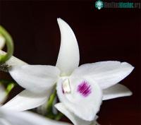 Ảnh Chiêm ngưỡng hình ảnh giống lan đột biến trị giá hàng chục tỉ đồng