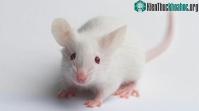 Ảnh Chuột Onco và cuộc chiến tranh giành được bản quyền