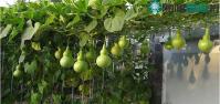 Ảnh Bác sĩ cảnh báo những loại rau quả càng đắng càng độc, tuyệt đối không được ăn