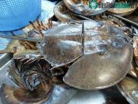 Ảnh Những điều thú vị ít người biết về sam biển