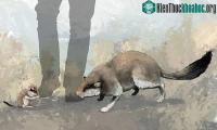Ảnh Hóa thạch của hộp sọ của chuột cổ đại to như mèo