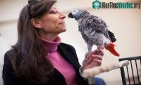 Ảnh Vẹt đánh bại khoảng 21 sinh viên Harvard trong trò chơi trí nhớ