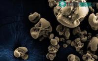 Ảnh Phát hiện vi khuẩn đầu tiên ăn kim loại Mangan sau một thế kỷ tìm kiếm