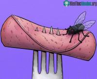 Ảnh Chuyện gì xảy ra khi một con ruồi đậu lên miếng bánh khiến chúng ta phải vứt bỏ ngay? 