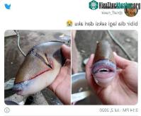 Ảnh Cư dân mạng rất thích thú với con cá "sở hữu bờ môi căng mọng" y như con người