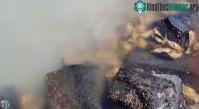 Ảnh Cảnh tượng hàu rủ nhau 'mây mưa' tập thể khiến nước biển đổi màu