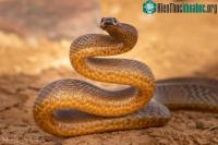 Ảnh Thử nghiệm lấy 3 miếng thịt cho rắn Taipan, rắn chúa bụi và rắn Fer De Lance cắn: Kết quả bất ngờ!
