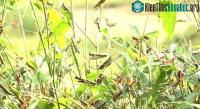 Ảnh Bão "châu chấu" đã tàn phá cây trồng tại huyện vùng cao Thanh Hóa