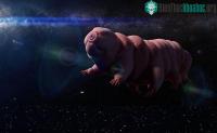 Ảnh Sinh vật bất tử có khả năng sống sót ở hành tinh khác, có thể lai với con người