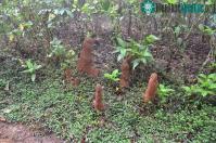 Ảnh Vật thể lạ trồi lên mặt đất như quái vật thực chất là công trình đáng ngưỡng mộ