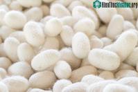 Ảnh Chế tạo thành công ổ cứng máy tính làm bằng protein fibroin từ lụa tơ tằm