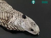 Ảnh Giải mã 'viên ngọc' phía trên đầu hổ mang  được cho là có công năng chữa trị thần kỳ