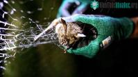 Ảnh Phát hiện virus mới có khả năng lây từ động vật sang người