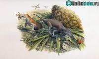 Ảnh Hóa thạch mới phát hiện tiết lộ cuộc sống của động vật có vú thuở sơ khai
