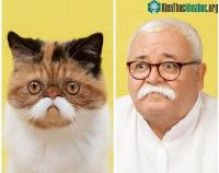 Ảnh Hình ảnh những chú mèo giống người nhất thế giới
