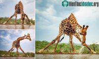 Ảnh Hươu cao cổ gặm cỏ như thế nào? Hóa ra giới ‘chân dài, cổ dài’ gặm cỏ không hề đơn giản