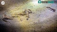 Ảnh Hãi hùng cảnh tượng 40 loài "thủy quái" bị niêm phong trong vách đá