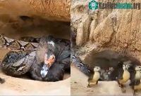 Ảnh Khoảnh khắc vịt mẹ hy sinh thân mình cứu các con khỏi rắn hung ác