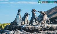 Ảnh Số lượng chim không biết bay tăng đột biến ở Galapagos