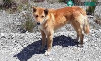 Ảnh Chó biết hát xuất hiện trở lại ở New Guinea sau 50 năm được cho là tuyệt chủng