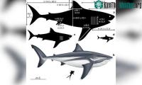 Ảnh Quái vật Megalodon lớn đến cỡ nào?