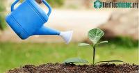 Ảnh Mẹo trồng cây trong chậu không bao giờ bị thất bại