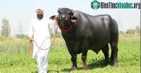 Ảnh Cuộc sống vương giả của chú bò có giá 70 tỷ đồng