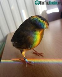 Ảnh Gloster Canary: Loài chim kỳ lạ sở hữu mái tóc cực chất