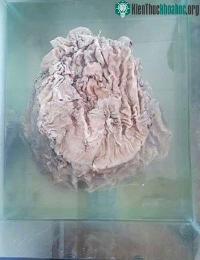 Ảnh Nhặt được cục gỗ lạ, chàng trai đổi đời trở thành tỷ phú