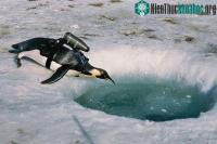 Ảnh Đây là cách người ta gắn camera lên trên cơ thể động vật để quay phim tài liệu