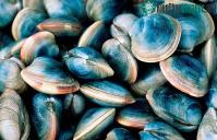 Ảnh Nước biển ấm lên sẽ đe dọa các loài sinh vật biển có vỏ vì chúng bị kẹt ở vùng nước ấm