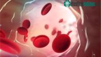 Ảnh Nhóm máu duy nhất tự động chống lại sự tấn công của virus giết chết nửa triệu người mỗi năm