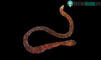 Ảnh Phát hiện loài giun ruy băng đầu tiên ở vùng biển Caribean
