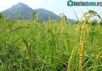 Ảnh Giống lúa đột biến gene mới có thể "ngủ trưa" để vượt qua hạn hán