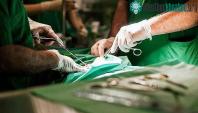 Ảnh Ý nghĩa thực sự trong việc nuôi lợn đối với khoa học