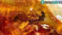 Ảnh Những hóa thạch hổ phách kỳ lạ nhất từng đã được phát hiện
