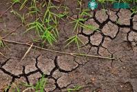 Ảnh Nhiệt độ tăng lên 2 độ C có thể giải phóng hàng tỷ tấn carbon trong đất