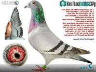 Ảnh Cận cảnh của chim bồ câu giá 34,7 tỷ đồng, được vệ sĩ canh chừng từng phút