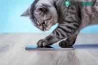 Ảnh Cựu kỹ sư Amazon đã phát triển ứng dụng dịch tiếng mèo kêu sang ngôn ngữ con người hiểu được