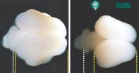 Ảnh Sử dụng gene người, các nhà nghiên cứu đã tăng thành công kích cỡ và nếp nhăn của não khỉ