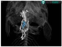 Ảnh Ếch đã bị cá lớn nuốt chửng sau khi ăn thịt cá bé