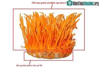 Ảnh Cách hiểu khoa học về loại nấm Đông trùng hạ thảo