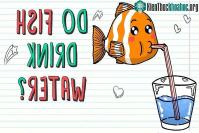 Ảnh Cá sống dưới nước nhưng chúng có uống nước không?