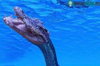 Ảnh Giải mã bí ẩn về quái vật giống thúy quái hồ Loch Ness