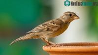 Ảnh Con người không phải loài duy nhất biết dùng thuốc chữa bệnh
