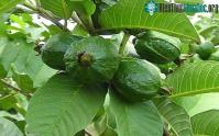 Ảnh Công dụng chữa bệnh của lá ổi mà không phải là ai cũng biết