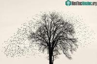 Ảnh Vũ điệu mặt trời đen của hàng triệu con chim