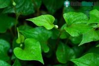 Ảnh Những lá rau vị thuốc chữa viêm họng hiệu quả có sẵn trong vườn nhà